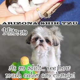 Shih Tzu Puppies from Arizona Shih Tzu