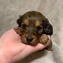 Girl 1 - Red Dachshund puppy in Lufkin, Texas from L & A Dachshunds