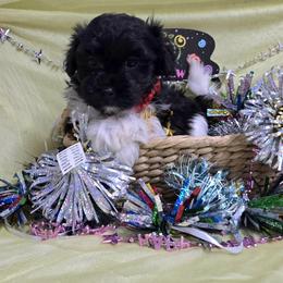 Blk spotted boy - Black and white male Havanese puppy in Vinita, Oklahoma from Locust Creek Shih Tzu & Havanese