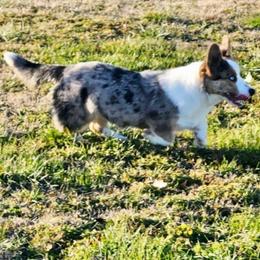Skye - Cardigan Welsh Corgi