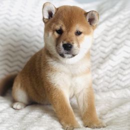 Axel - Red male Shiba Inu puppy in Trenton, Nebraska from Prairie Shibas