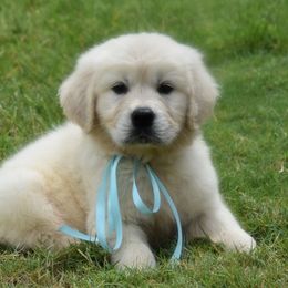 Golden Retriever Puppies from Rockinbfarms