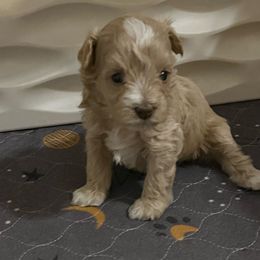 Scarlett - Wheaten female Miniature Schnauzer puppy in Slaughterville, Oklahoma from Priscilla's Miniature Schnauzers