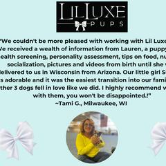 Morkie and Shorkie Puppies from Lil Luxe Pups