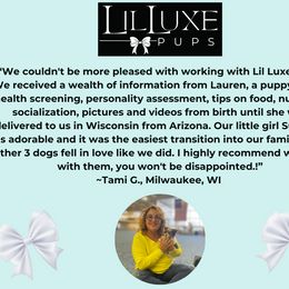 Morkie and Shorkie Puppies from Lil Luxe Pups