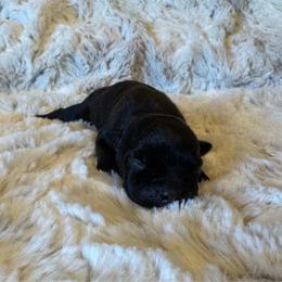 Blue Collar Male - Black and white male Staffordshire Bull Terrier puppy in Princeton, Minnesota from Thor’s Beagles & Maha’s Staffy