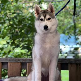 Lumi - Gray and white female Siberian Husky puppy in Amery, Wisconsin from Sovereign Siberians