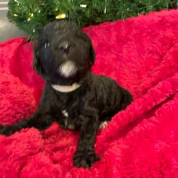 Coal - Black male Goldendoodle puppy in St Johns, Florida from Nini's Poodles and Doodles of St. Johns Co.