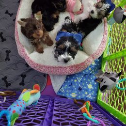 Yorkshire Terrier Puppies from Precious Paws LLC