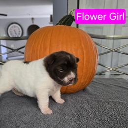 Flower Girl - White female Chinese Shar-Pei puppy in Blossvale, New York from CNY Shar Peis