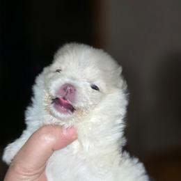 Sammy - Cream male Pomeranian puppy in Meherrin, Virginia from Traveling Poms