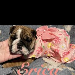 Erica - Red and white female Bulldog puppy in Nampa, Idaho from Davis Bullies