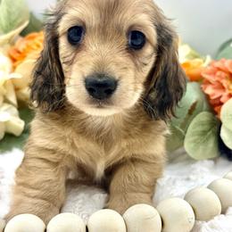 Erie - Cream female Dachshund puppy in Exeter, California from Sawtooth Miniature Dachshunds