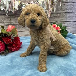 Meadow - Cream female Goldendoodle puppy in Lisbon, Ohio from Willow Lane Doodles
