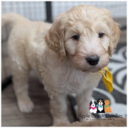 ARCHIE - F1b - OFA-Genetics-Microchip-2 Year Warranty. - Cream male Goldendoodle puppy in Jeddo, Michigan from Apple Creek Doodles