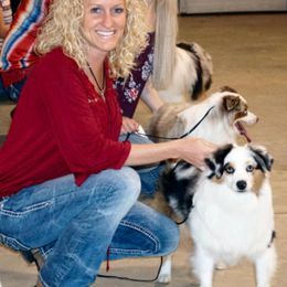 Stitch - Toy Australian Shepherd