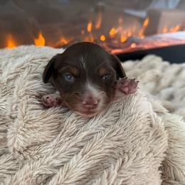 Tilly - Piebald female Dachshund puppy in North Fort Myers, Florida from Trust Fund Devil Kennel
