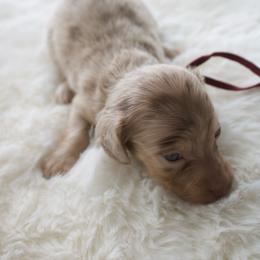 Azalea - Dapple female Dachshund puppy in Morrow, Ohio from Courtney’s Colorful Doxies