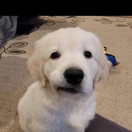 Goldendoodle and Golden Retriever Puppies from Brooke Bradley