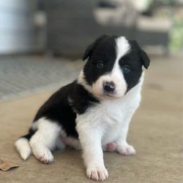 Delta - Black and white female Border Collie puppy in Jonesboro, Arkansas from Hampton Border Collies