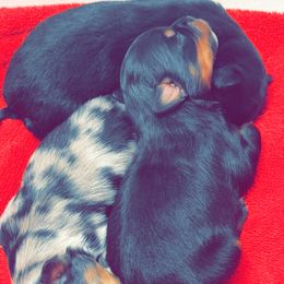 Toy Australian Shepherd puppies from Cockburn’s Toy and Mini Australian Shepherds