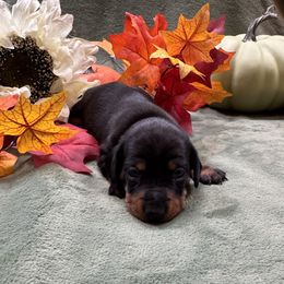 Girl 3 - Black and tan female Dachshund puppy in Andalusia, Alabama from Sweet Home Alabama Dachshunds