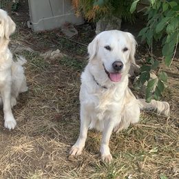 Golden Retriever Puppies from Mother of Pearl English Creams