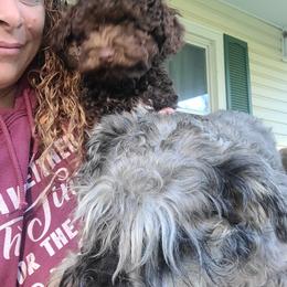Havanese, Miniature Schnauzer, Poodle, Schnoodle, and Shihpoo Puppies from Mashburns Little Munchkins