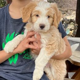 Cody - Apricot male Aussiedoodle puppy in Orange Cove, California from Sand Creek Ranch Aussiedoodles