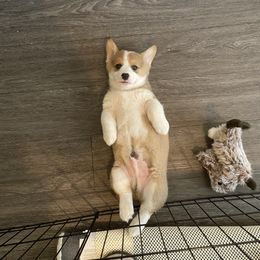 Pembroke Welsh Corgi Puppies from Loves Classic Corgis