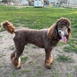 Labradoodles and Poodles from Lucky Stars Ranch