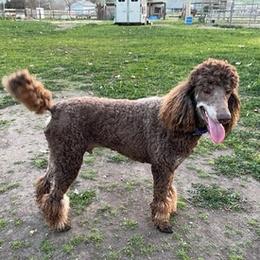 Labradoodles and Poodles from Lucky Stars Ranch
