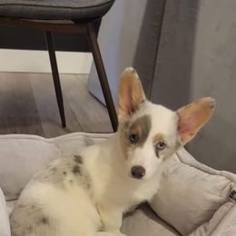 American Corgi and Pembroke Welsh Corgi Puppies from Elk Ridge Corgis