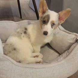 American Corgi and Pembroke Welsh Corgi Puppies from Elk Ridge Corgis