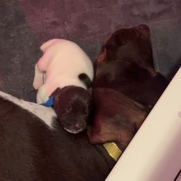 German Shorthaired Pointer Puppies from Mill Creek GSP