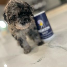 Cockapoo Puppies from Doodle Corner