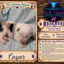 Casper - Blue merle male Australian Shepherd puppy in Citra, Florida from AEW Farm