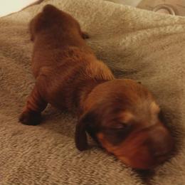 Meg (Red) - Red female Dachshund puppy in Frankfort, Kentucky from Gigi's Dachshunds