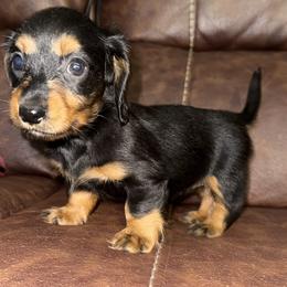Misty - Black and tan female Dachshund puppy in Magnolia, Texas from Hillyard Ranch