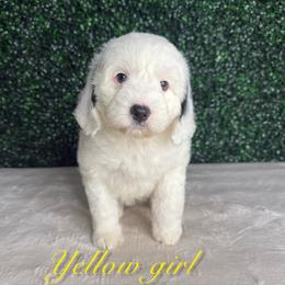 Yellow girl - White female Bernedoodle puppy in Modesto, California from Two Doods Doodles