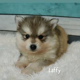 Laffy - Silver female Pomsky puppy in Krum, Texas from Paw-Some Pomskies