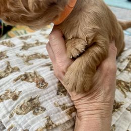 Golden Retriever Puppies from GoldenRae Retrievers