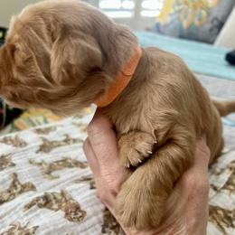Golden Retriever Puppies from GoldenRae Retrievers