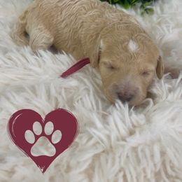 Goldendoodle Puppies from Maryland Designer Doodles