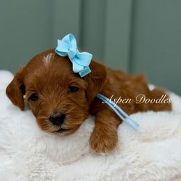 Lt Blue collar CAROL - Red  female Goldendoodle puppy in Salem, Utah from Aspen Doodles