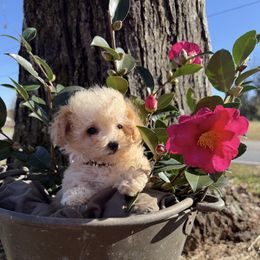 Lexus - Apricot female Poodle puppy in Taylorsville, North Carolina from SilverLining highlands and hounds