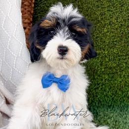 Lincoln - Parti male Goldendoodle puppy in Amarillo, Texas from Blackwater Doodles