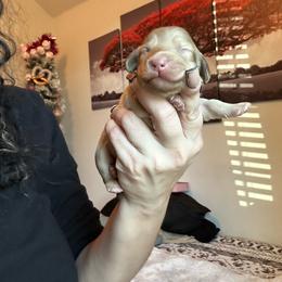 BOY ONE - Cream male Dachshund puppy in Hutto, Texas from R.G. Dachshunds