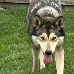 Anatolian Shepherd Dogs, Mastiffs, and Tamaskans from Feather’s Glen Anatolians