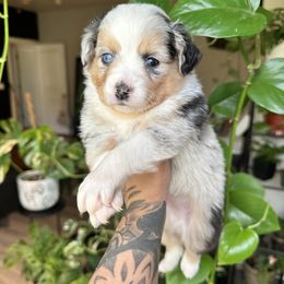 Miniature American Shepherd and Miniature Australian Shepherd Puppies from Whiskeytown Aussies